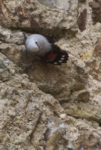 Wallcreeper in the village of Dinan